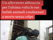 Brucellosi. Allevatori in sciopero della fame. Il consigliere Muscarà: “Allo stremo rimasti totalmente inascoltati, le bufale stanno morendo”