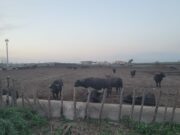 Brucellosi. Il tribunale ‘presenta il conto delle spese legali’ a De Luca. La consigliera Muscarà: “Il Conto lo pagheranno comunque i cittadini, serve altro, ma la legge è dalla nostra”