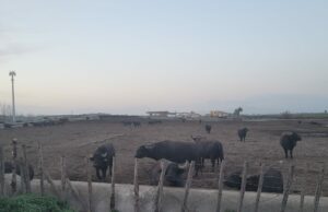 Crisi bufalina Muscarà denuncia: “Gli allevatori schiacciati da speculazioni e frodi, ora intervenga la magistratura”