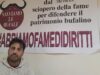 Brucellosi: Allevatori in sciopero della fame. “Addio alle bufale casertane, ma il problema è di tutto il Sud. Fate Presto!”