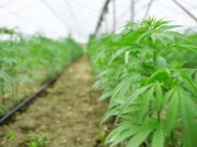 Allarme nel settore della canapa light (al di là delle critiche): il DDL Sicurezza mette a rischio migliaia di aziende