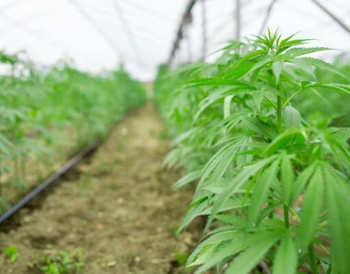 Allarme nel settore della canapa light (al di là delle critiche): il DDL Sicurezza mette a rischio migliaia di aziende