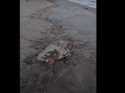 Tartaruga “Caretta Caretta” avvistata a Forio: un incontro ravvicinato sulla spiaggia dell’Impiccato