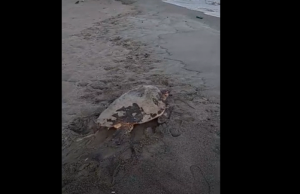 Tartaruga “Caretta Caretta” avvistata a Forio: un incontro ravvicinato sulla spiaggia dell’Impiccato