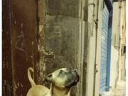 Forcella: l’addio a Ugo, il cane-mascotte che teneva unito un intero quartiere