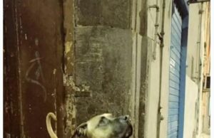 Forcella: l’addio a Ugo, il cane-mascotte che teneva unito un intero quartiere