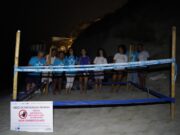 Miracolo a Forio: 24 Tartarughine caretta caretta nascoste rinascono sulla spiaggia di cava dell’Isola d’Ischia