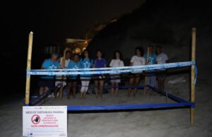 Miracolo a Forio: 24 Tartarughine caretta caretta nascoste rinascono sulla spiaggia di cava dell’Isola d’Ischia