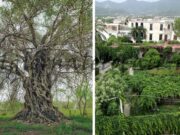 Cicciano svela i suoi tesori: Palazzo Nucci e l’Ulivo Millenario protagonisti delle Giornate FAI di Primavera