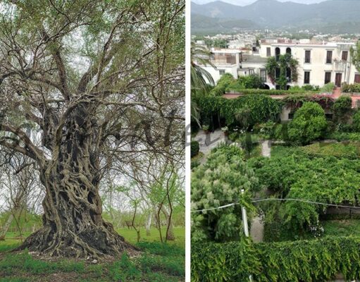 Cicciano svela i suoi tesori: Palazzo Nucci e l’Ulivo Millenario protagonisti delle Giornate FAI di Primavera